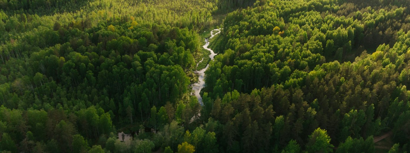 A tree-lined road running through green land